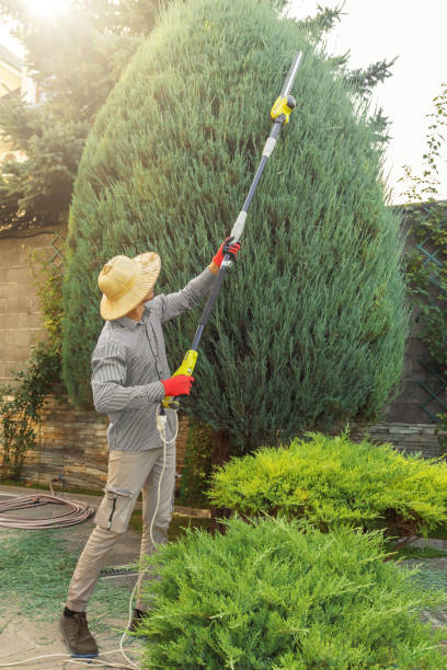 Trusted Lake Helen, FL Tree Removal and Landscaping Services Experts